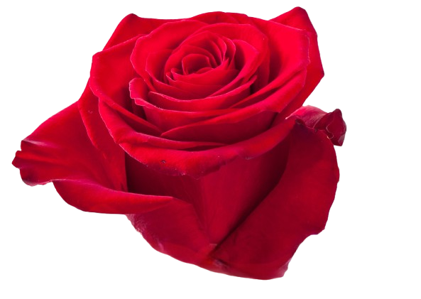 Princess Rose business logo - Logo